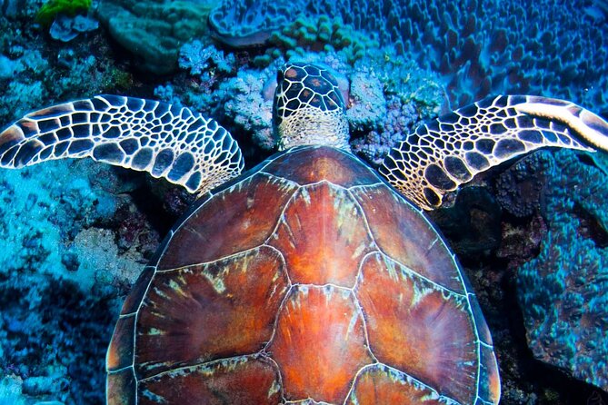 ABC Reef Safaris - Outer Reef Snorkeling From Port Douglas, But With Real Breathing Room