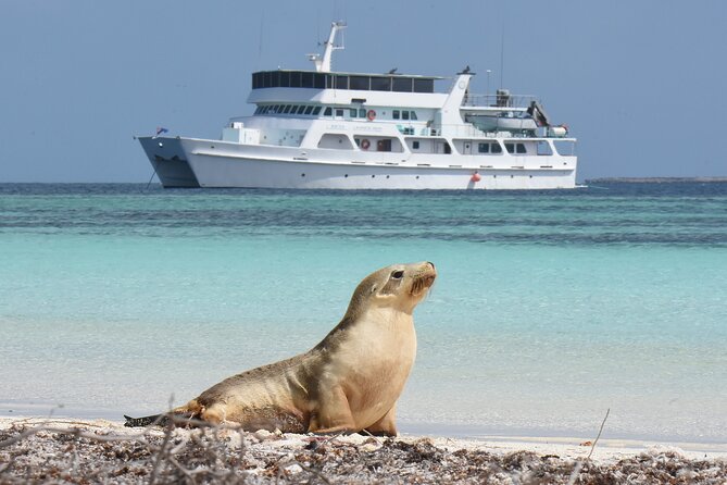 Abrolhos Islands 5 Day Cruise - Days on the islands: snorkeling, swimming, and glass-bottom viewing