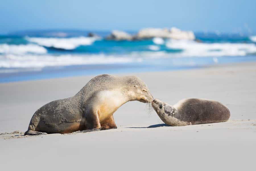 Adelaide: 3-Day Kangaroo Island Adventure Tour with Camping - Key things I’d highlight before you go