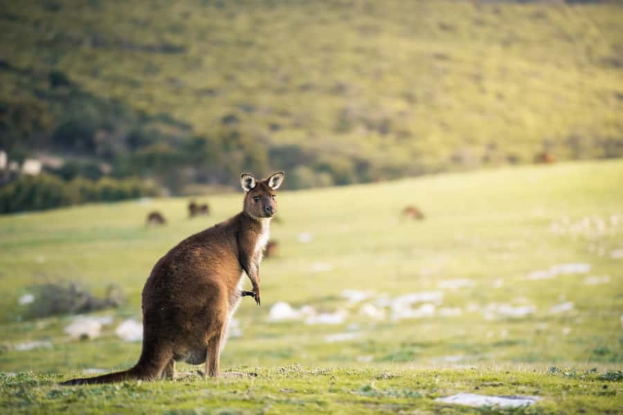Adelaide: 3-Day Kangaroo Island Adventure Tour with Camping - Day 2 at Seal Bay and Flinders Chase: conservation meets big scenery