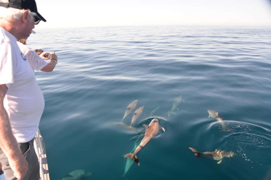 Adelaide: 4-Hour Guaranteed Wild Dolphin Watching Cruise - Key things that make this cruise worth your time
