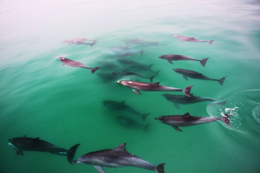 Adelaide: 4-Hour Guaranteed Wild Dolphin Watching Cruise - Price and Value: Is $63 Good for This Kind of Time?