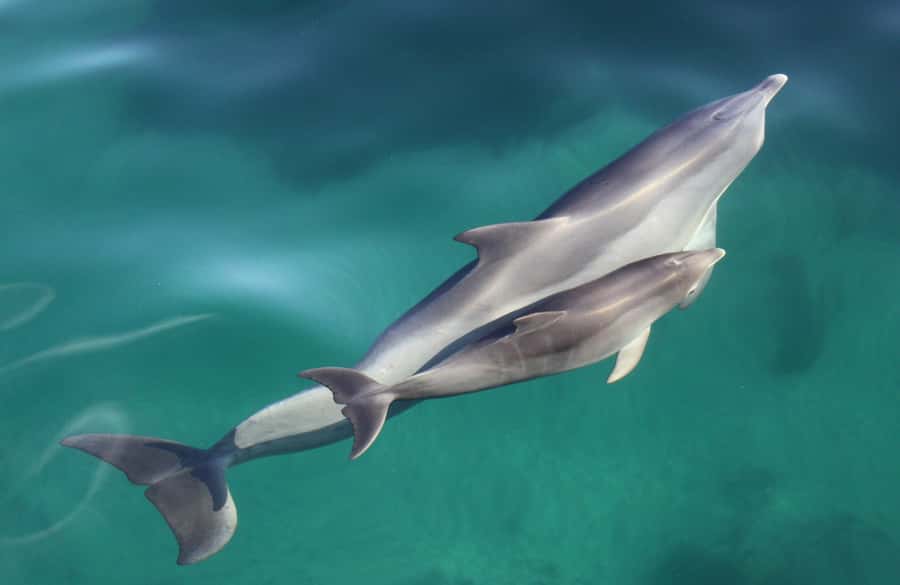 Adelaide: 4-Hour Guaranteed Wild Dolphin Watching Cruise - Wild Dolphins Off Glenelg, and Why the Guarantee Matters