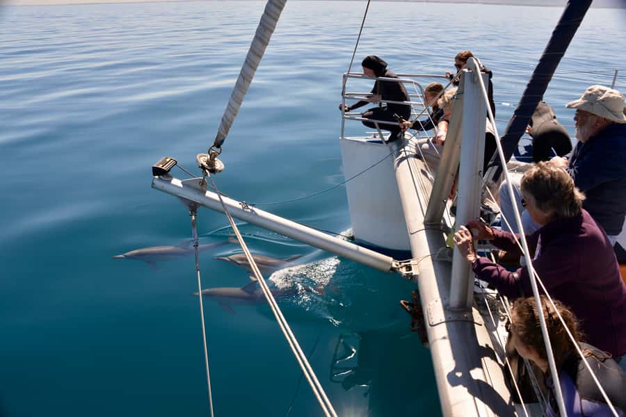 Adelaide: 4-Hour Guaranteed Wild Dolphin Watching Cruise - The 3.5-Hour Cruise Pattern: From Marina Pier Out Into Dolphin Country