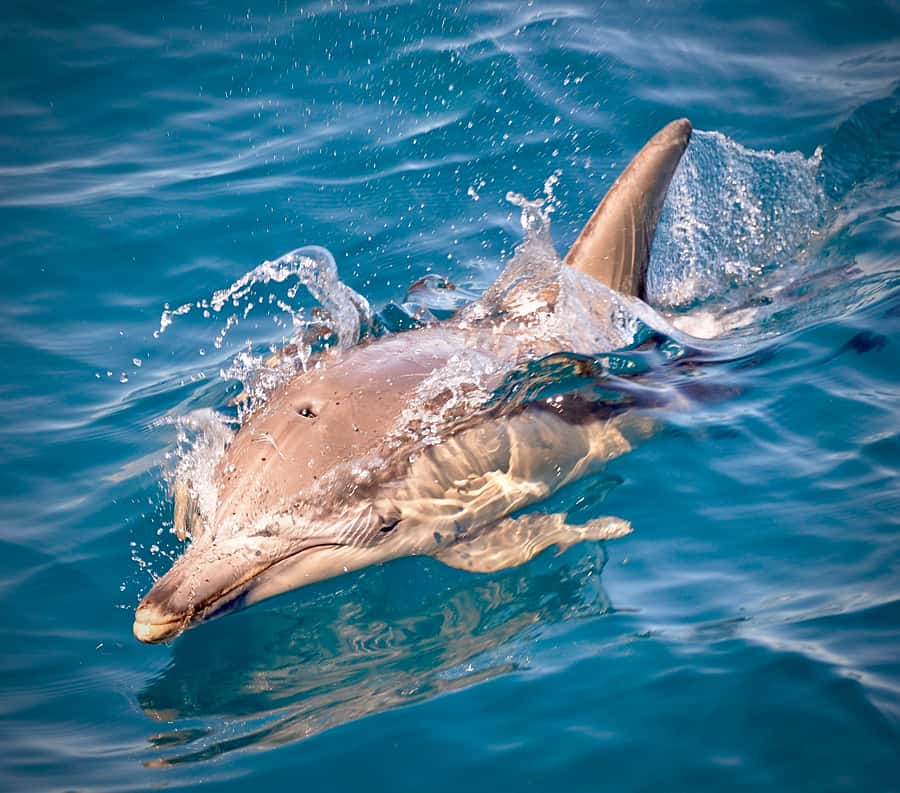 Adelaide: 4-Hour Guaranteed Wild Dolphin Watching Cruise - Close Encounters Without Baiting: How You Get Real Wildlife Watching