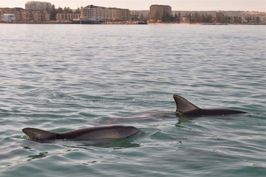 Adelaide: 4-Hour Guaranteed Wild Dolphin Watching Cruise - Comfort and Safety: What to Pack, What to Expect on Deck