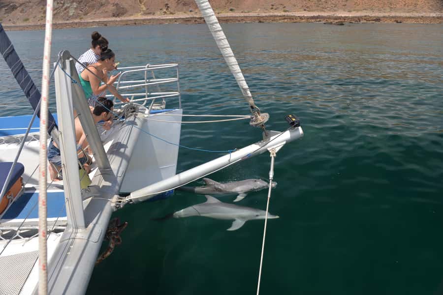Adelaide: 4-Hour Guaranteed Wild Dolphin Watching Cruise - Optional Swim Session: Who Should Choose It