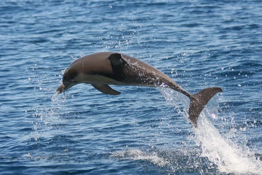 Adelaide: 4-Hour Guaranteed Wild Dolphin Watching Cruise - Glenelg After You Return: Make It a Full Half-Day