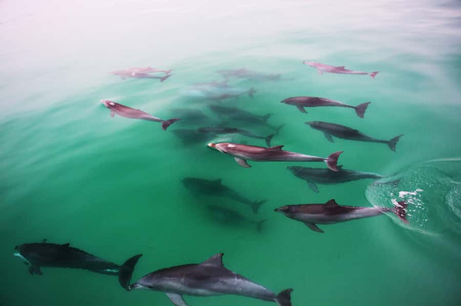 Adelaide: 4-Hour Guaranteed Wild Dolphin Watching Cruise - Temptation Catamaran Basics: 58 Feet, Real Working Deck, Real Views