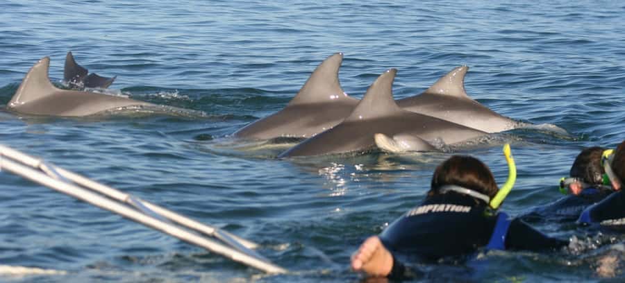 Adelaide: 4-Hour Swimming with Dolphins Experience - Key things that make this dolphin swim in Adelaide worth it