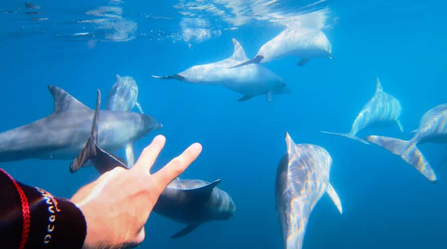 Adelaide: 4-Hour Swimming with Dolphins Experience - Temptation catamaran, Glenelg meeting point, and how the day actually flows