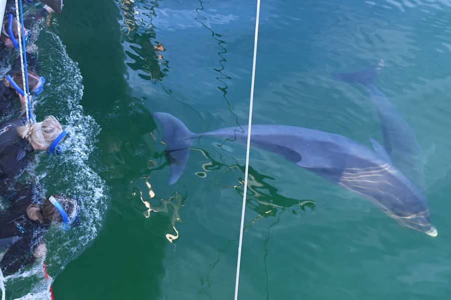 Adelaide: 4-Hour Swimming with Dolphins Experience - Finding the pods: what the first dolphin encounter feels like