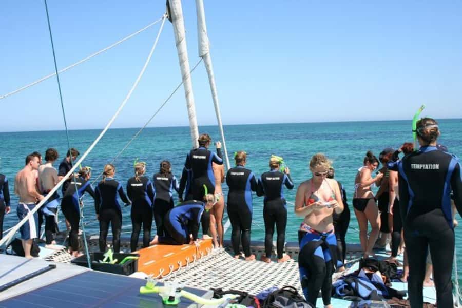 Adelaide: 4-Hour Swimming with Dolphins Experience - Swim setup on the net and why front is usually better