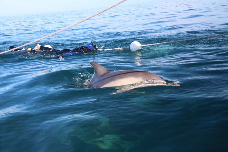 Adelaide: 4-Hour Swimming with Dolphins Experience - Marine biologists on board, and why it makes your photos better