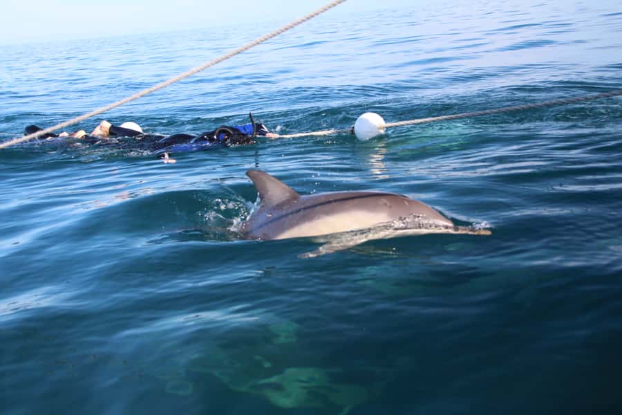 Adelaide: 4-Hour Swimming with Dolphins Experience - Price and value: what $105 buys you in Adelaide