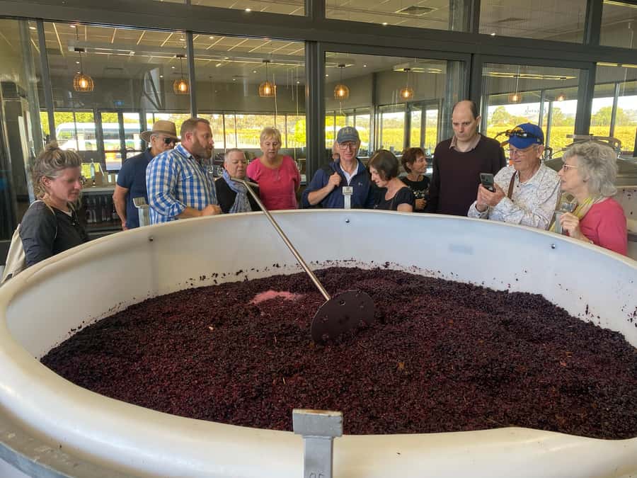 Adelaide: Barossa Premium Wine Tasting tour & Winery Lunch - Your Seat on the Day: Comfort, Pacing, and the 20-Seat Panoramic Coaster