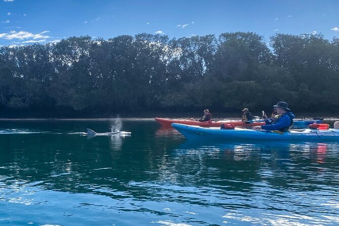 Adelaide Dolphin Sanctuary and Ships Graveyard Kayak Tour - Dolphins, Mangroves, and Shipwrecks: What Makes This Adelaide Kayak Tour Work