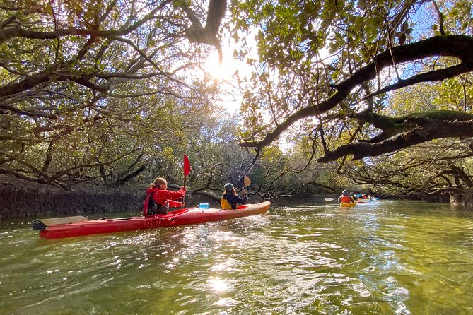 Adelaide Dolphin Sanctuary and Ships Graveyard Kayak Tour - Price and Value: Is $55.94 Actually a Good Deal?