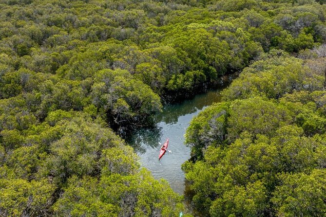 Adelaide Dolphin Sanctuary and Ships Graveyard Kayak Tour - What to Pack for a Comfortable 3-Hour Paddle