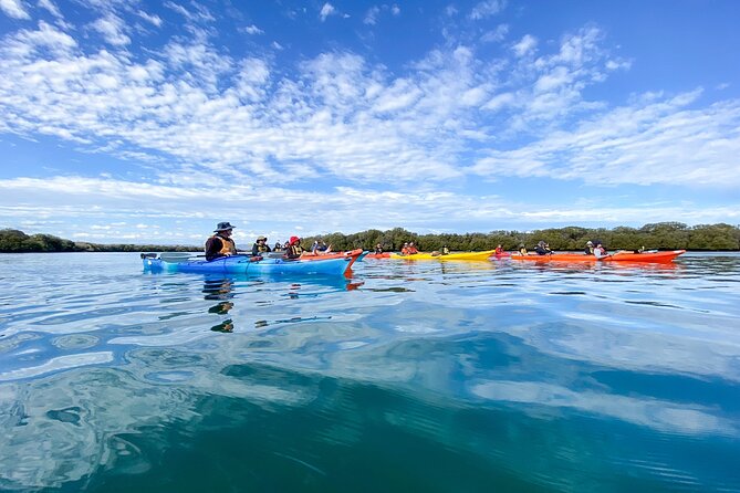 Adelaide Dolphin Sanctuary and Ships Graveyard Kayak Tour - Starting at Adventure Kayaking SA: Gear Up and Learn Fast