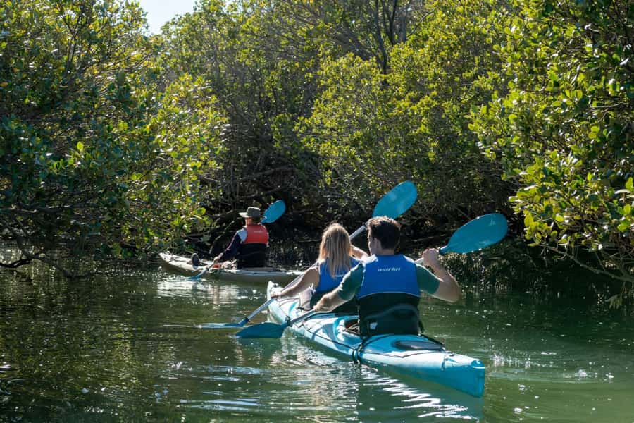 Adelaide: Dolphin Sanctuary Eco Kayaking Tour - 3 hours on the water: what the mangrove creeks actually feel like