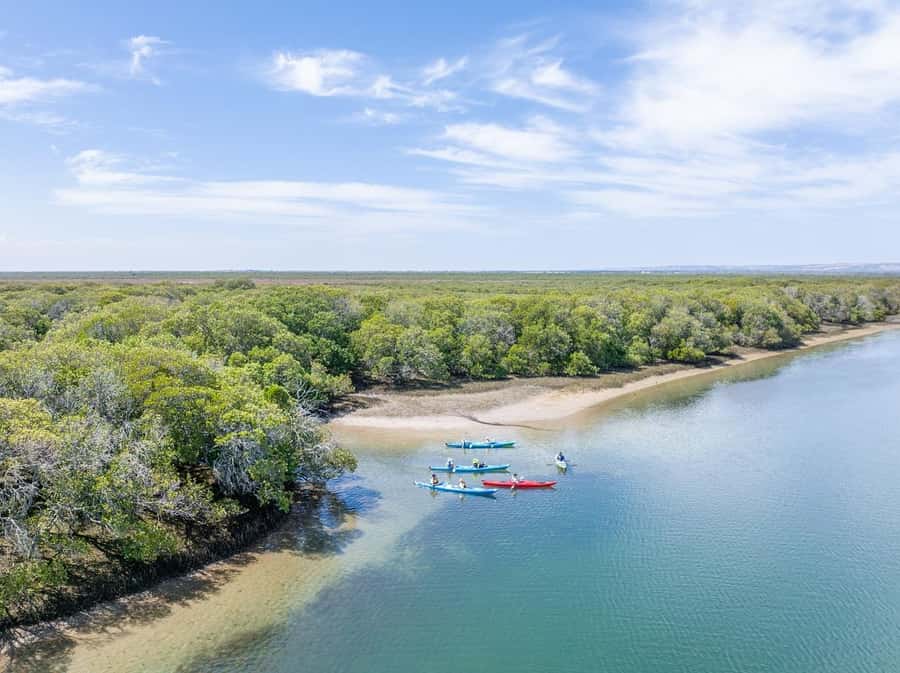Adelaide: Dolphin Sanctuary Mangroves Kayak Tour - Key highlights worth your attention