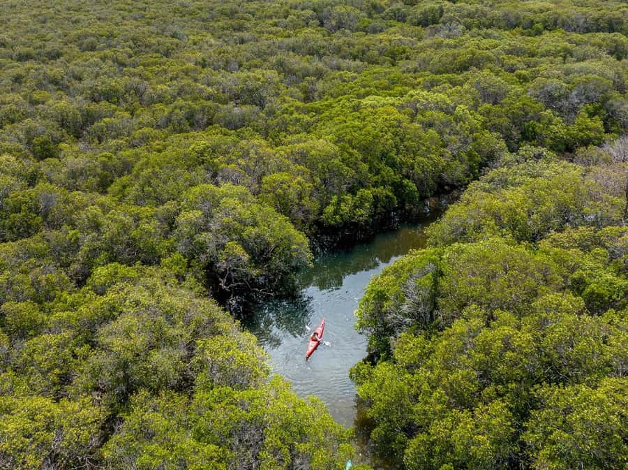 Adelaide: Dolphin Sanctuary Mangroves Kayak Tour - Sliding through the mangroves: paddling, shade, and photo stops