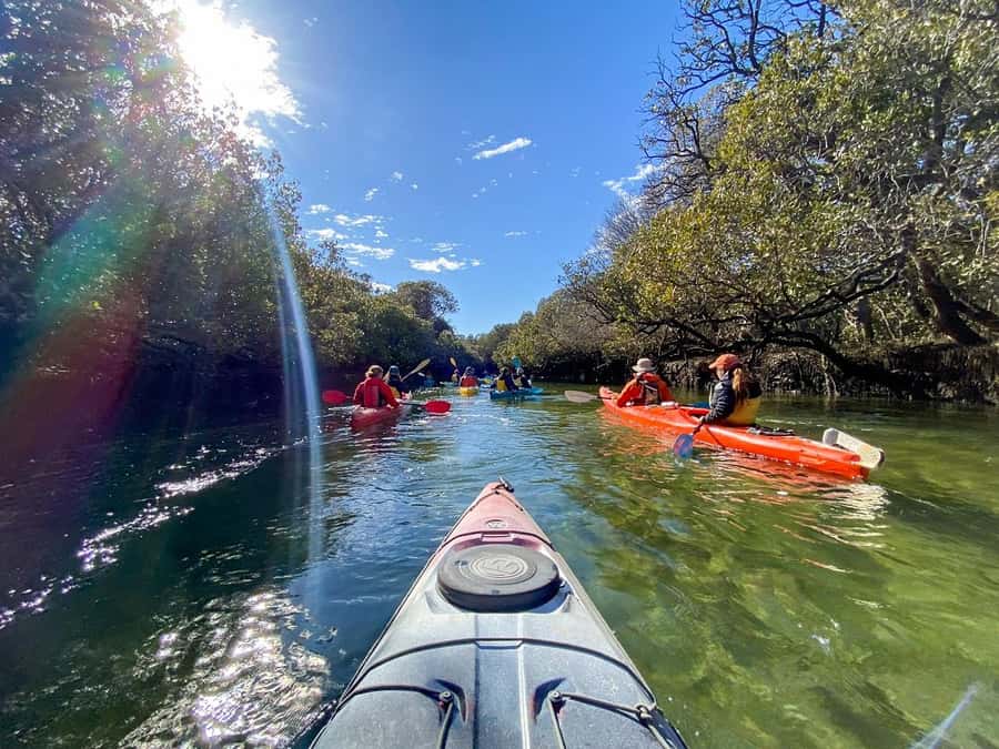 Adelaide: Dolphin Sanctuary Mangroves Kayak Tour - Wildlife spotting beyond dolphins: seals, sea lions, and birds