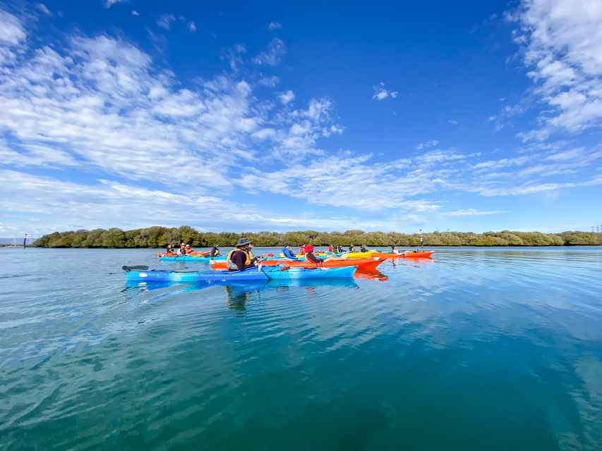 Adelaide: Dolphin Sanctuary Mangroves Kayak Tour - Family fit, ages 8+, and how the kayak experience feels