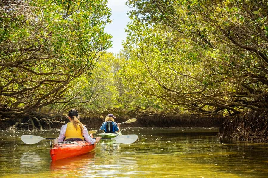 Adelaide: Dolphin Sanctuary Mangroves Kayak Tour - Practical tips: what to bring, what to wear, and what to skip