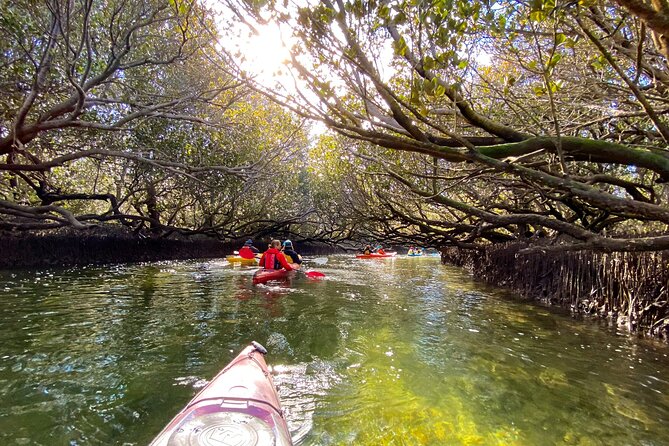 Adelaide Dolphin Sanctuary Mangroves Kayaking Tour - Meeting at Adventure Kayaking SA, then getting kitted up