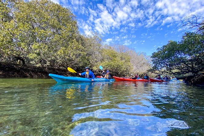 Adelaide Dolphin Sanctuary Mangroves Kayaking Tour - Who this tour suits best