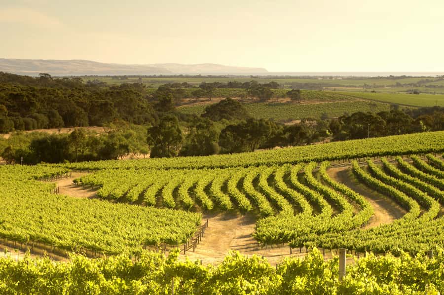 Adelaide: Half-day McLaren Vale & Glenelg Wine Tasting Tour - What the guides add (and why it affects your day)