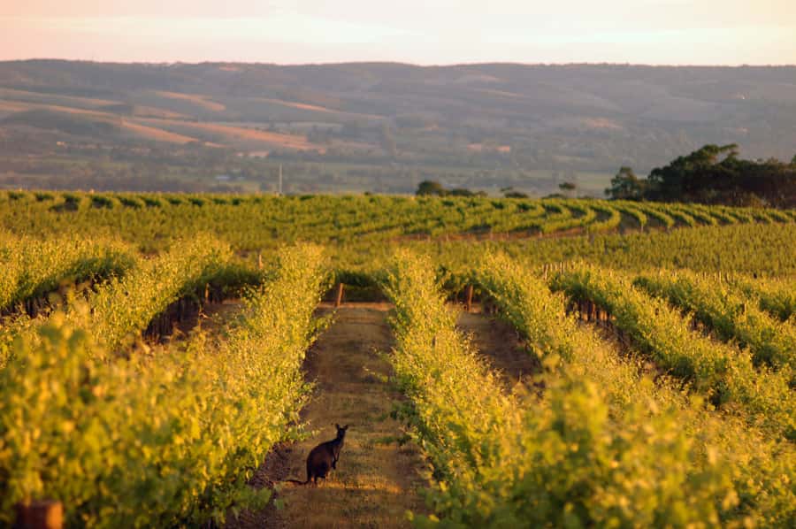 Adelaide: Highlights, Hahndorf & McLaren Vale Wine Tasting - Chapel Hill Winery: hosted pours in a historic setting, plus a host like Peter