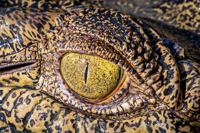 Adelaide River Cruises - Jumping Crocodile Experience - What You’ll See: Croc Power, Names, and Other Wildlife