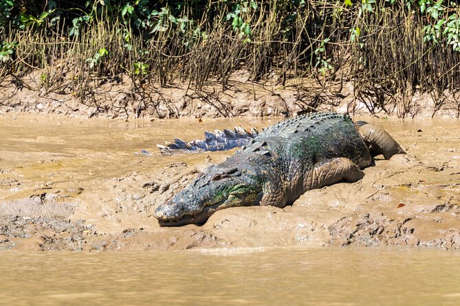 Adelaide River Cruises - Jumping Crocodile Experience - Pair It With Fogg Dam Conservation Reserve