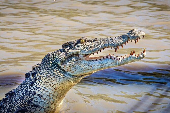 Adelaide River Cruises - Jumping Crocodile Experience - The 1-Hour Jumping Crocodile Cruise, Step by Step