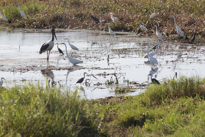 Adelaide River Jumping Croc Cruise - Fogg Dam Nature Reserve: Another Wetland Ecosystem Moment