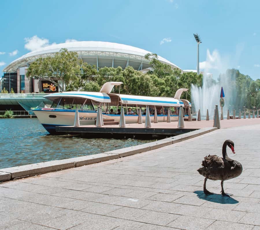 Adelaide: River Torrens Popeye Devonshire Tea Cruise - Why the Popeye boat experience feels old-school