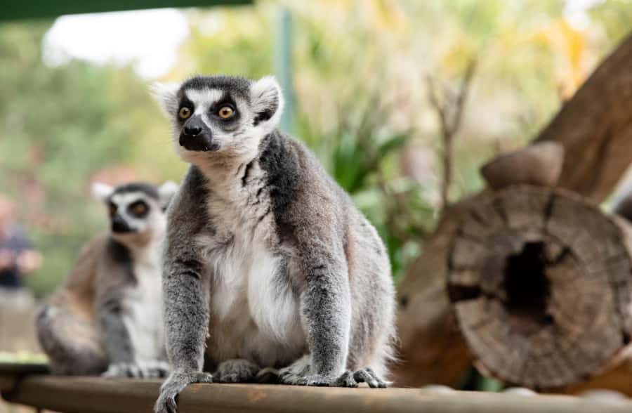 Adelaide Zoo: General Admission Tickets - Keeper talks and how they change the zoo from sights to stories