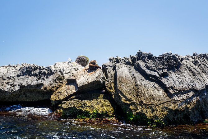 Adventure Rottnest Tour with Ferry & Adventure Cruise - Comfort and timing: what to pack for a fast boat day