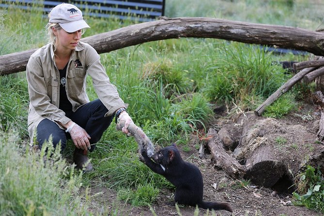 After Dark Tasmanian Devil Feeding Tour at Cradle Mountain - Key things to know before you go