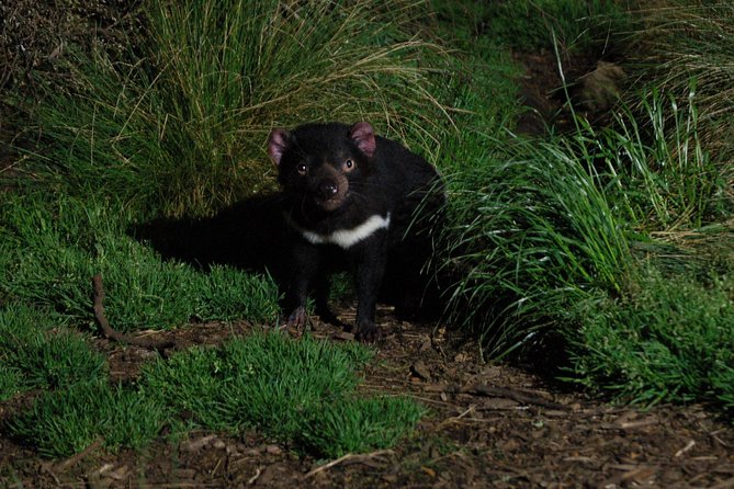 After Dark Tasmanian Devil Feeding Tour at Cradle Mountain - Devils@Cradle at 5:30 pm, what the night tour feels like