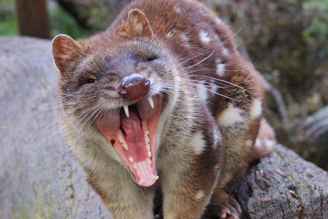 After Dark Tasmanian Devil Feeding Tour at Cradle Mountain - The guided walk inside the sanctuary and keeper-fed moments