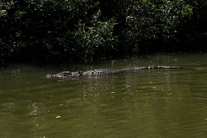 Afternoon Daintree Tour with River Cruise from Port Douglas - Optional swim in the rainforest stream