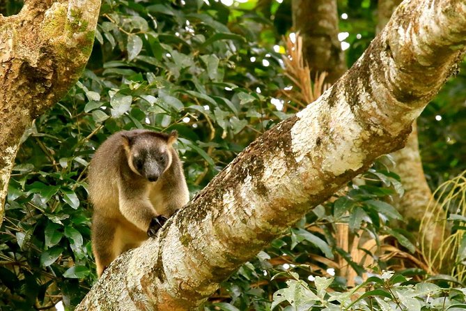 Afternoon Daintree Tour with River Cruise from Port Douglas - Drinks and tea: the comfort factor that makes it feel complete