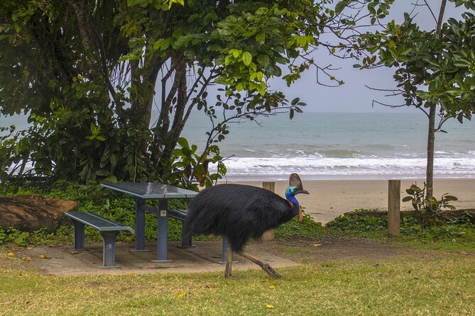 Afternoon & Evening Tour of Paronella Park - Babinda Boulders: Rainforest Walk and a Swim Option
