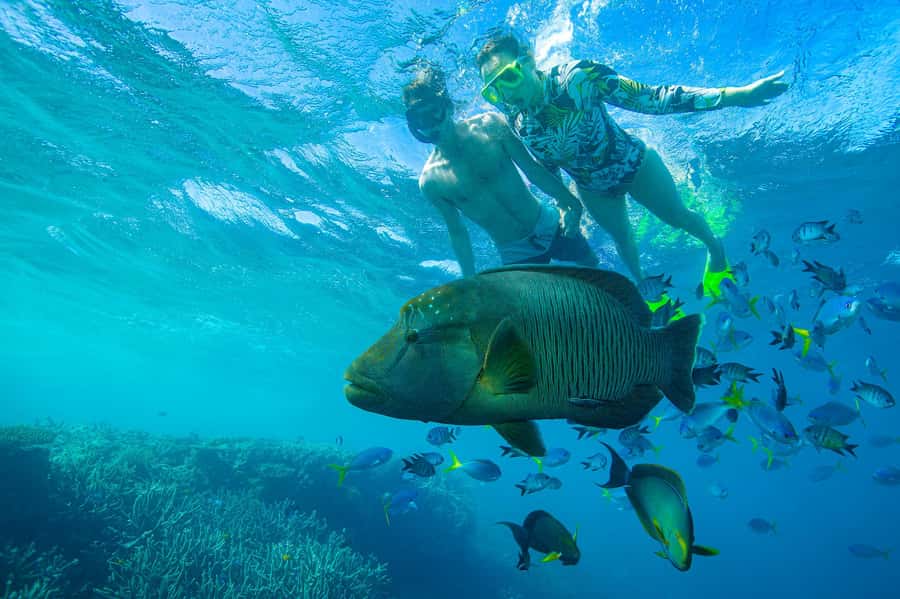 Airlie Beach: Adults-Only Whitehaven Beach Sailing Tour - Lunch onboard and snacks that keep the mood easy