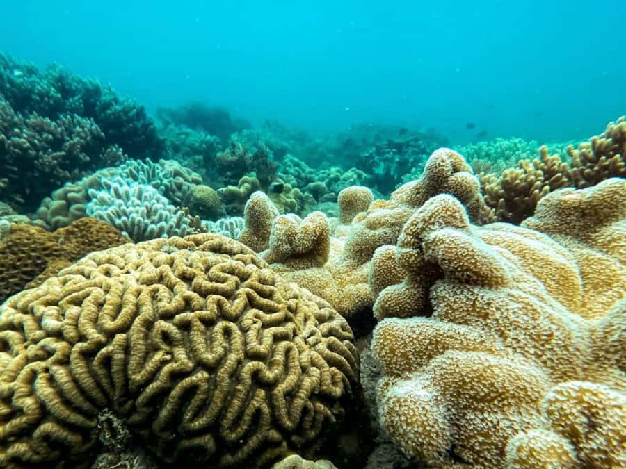 Airlie Beach: Glass-Bottom Boat Tour - Who should book this Airlie Beach glass-bottom tour