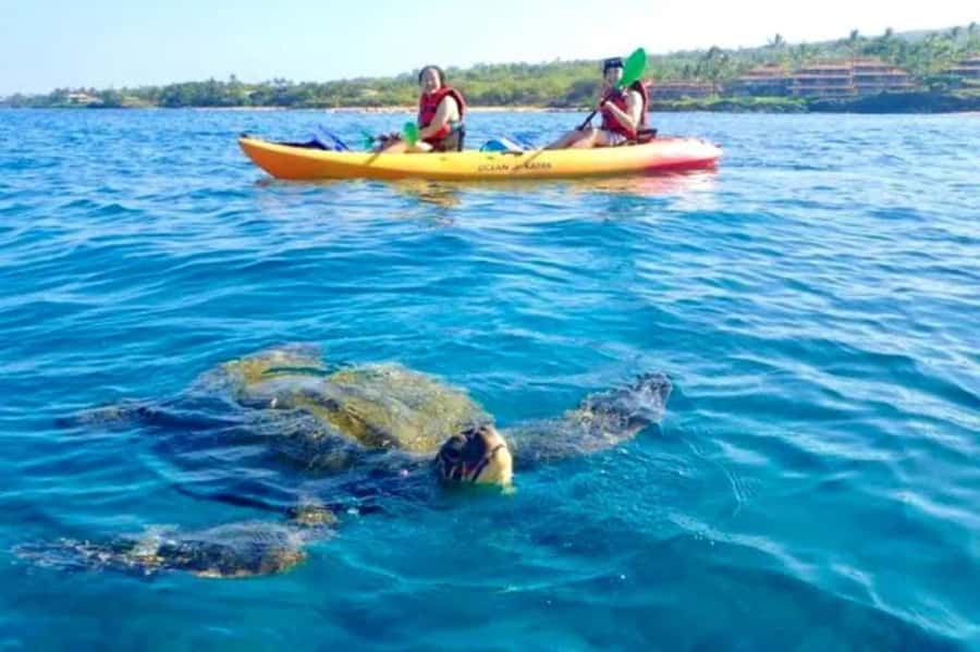 Airlie Beach: Half Day Turtle Tour Sea Kayaking Adventure - Key Highlights You Will Feel on This Kayak Tour